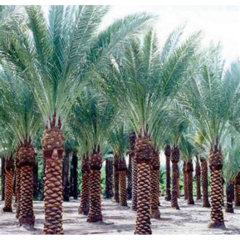 Buy Date Palm Seeds - 1KG online India at best price on plantsguru.com