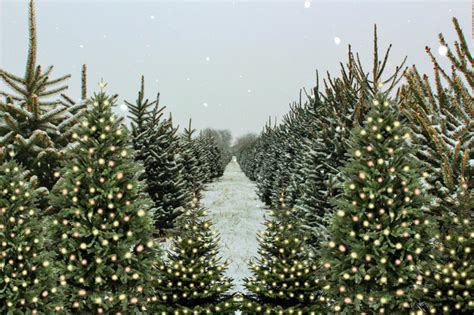 Christmas Tree Farm Winter Snow Backdrop M6-147 – Dbackdrop