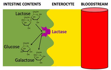 Lactase enzyme function, source, lactase deficiency and treatment