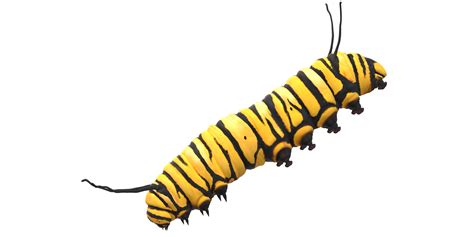 Caterpillar isolated on a Transparent Background 24249243 PNG