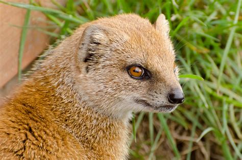 Yellow Mongoose - Animals Free Stock Photo - Public Domain Pictures