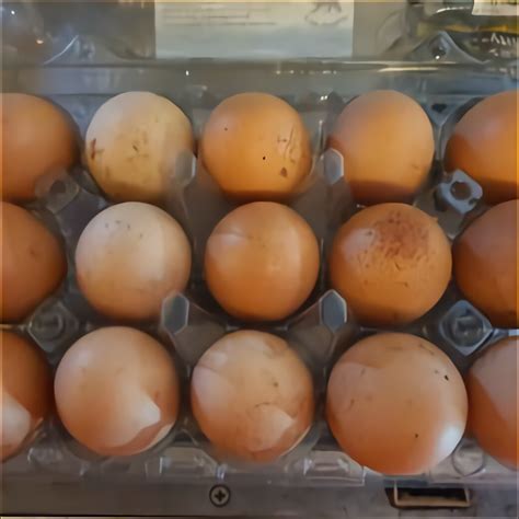 Aylesbury Duck Hatching Eggs for sale in UK | 79 used Aylesbury Duck Hatching Eggs