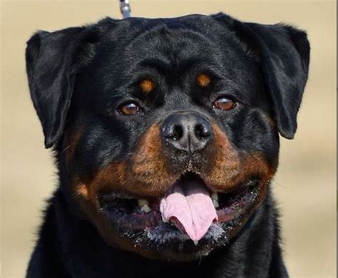 Ashiro Futogline | Bulldog breeds, Rottweiler, German rottweiler puppies