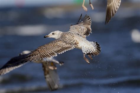 European Herring Gull Bird - Free photo on Pixabay - Pixabay