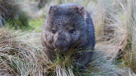 Herpes widespread in wombats and kangaroos in the wild - ABC News