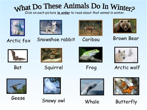 Animals in winter