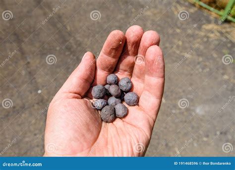 Iron Ore Taconite Pellets in a Worker Hand Stock Photo - Image of ...