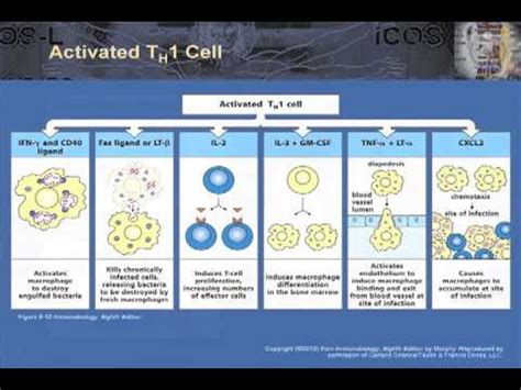 T Cell Effector Function: Part 1 -- TH 1 and 2 in Granulomatous ...