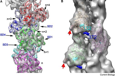 Actin Filaments as Tension Sensors: Current Biology