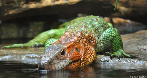 caiman-lizard | postmand_b | Flickr