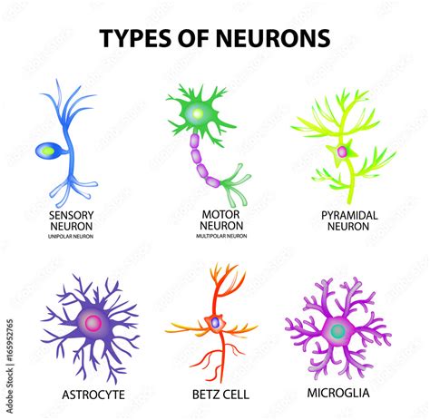 1235456 Types of neurons. Structure sensory, motor neuron, astrocyte ...