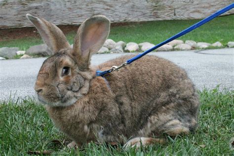 Flemish Giant Rabbit - Potawatomi Zoo