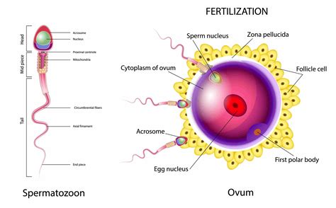 NCERT Class 8 Science Chapter 9 Notes