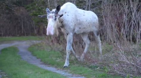 VIDEO: Piebald Moose Spotted in Newfoundland