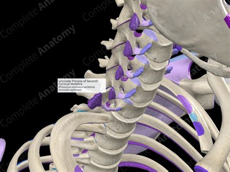 Uncinate Process of Seventh Cervical Vertebra (Right) | Complete Anatomy