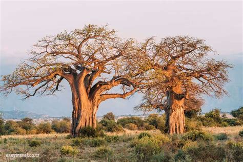 Amazing Baobab Tree : The Iconic Tree of Tarangire National Park