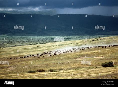 Tanzania, Northern Tanzania, Serengeti. Wildebeest stampede on the dry grassy plains on the west ...