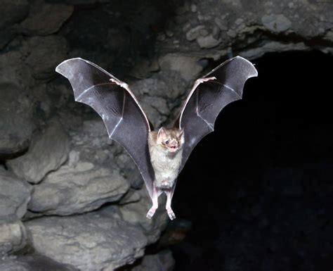 A touching observation from the Smithsonian Institution (STRI): A female vampire bat "adopted" a ...