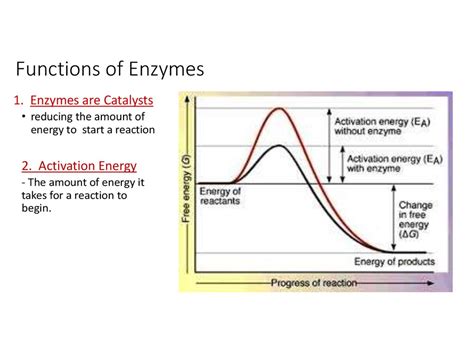 Enzymes Function