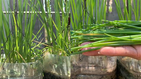 Green Onions Harvesting || Green Onion Care || Green Onion Growing in ...