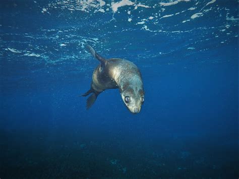 Narooma (Montague Island) - SydneyDives