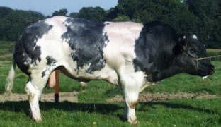 Belgian Blue | The Cattle Site