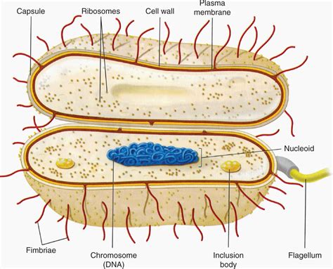 Bacterial Cell Structure