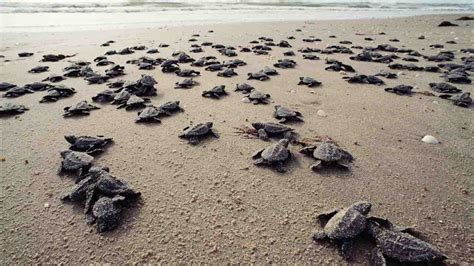 Leatherback turtles in the Andamans: Highest number of turtle nests in a decade found this year ...