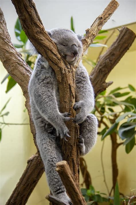 Sleeping koala bear stock image. Image of mammals, bear - 261432743