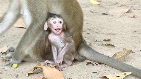 Baby Monkey Alba | Crying Loudly So Hungry Milk | Mother No Give Milk | Monkey Crying - YouTube