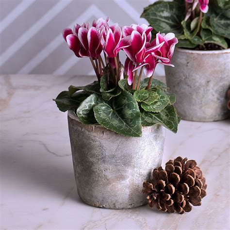 Cyclamen | White Flower Farm