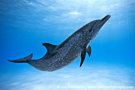 Atlantic Spotted Dolphin 1 | Blog | Cornforth Images