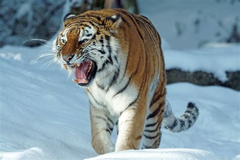 Download Snarl Snow Winter Animal Tiger HD Wallpaper