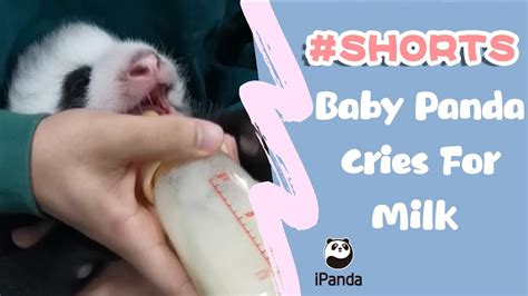 Baby Panda Cries For Milk | iPanda #shorts - YouTube