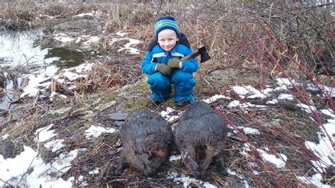 Late Season Beaver Trapping - Trapping Today