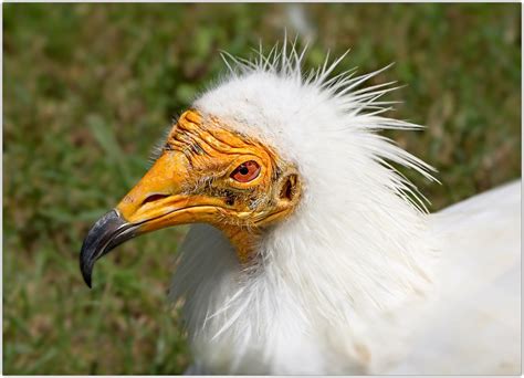 Egyptian vulture | Ugly bird but lovely nature, anyway. Alim… | Flickr