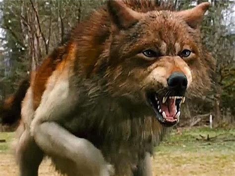 angry red wolf - the Anubian's wolf pack Photo (19258149) - Fanpop - Page 16