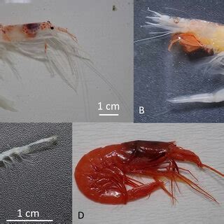 Decapoda species: A) Allosergestes sargassi, B) Amalopenaeus elegans,... | Download Scientific ...