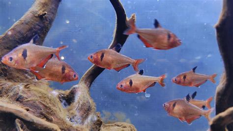 Serpae tetra: Complete Care Guide - Setup Fish Tank