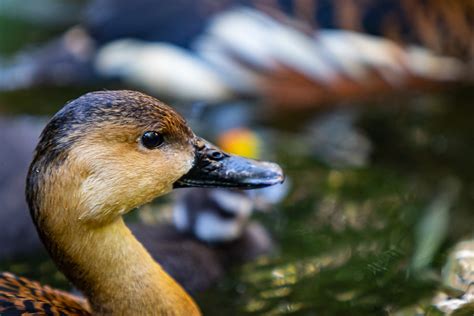 Definitive Guide To Wandering Whistling-duck Facts, Habitat ...