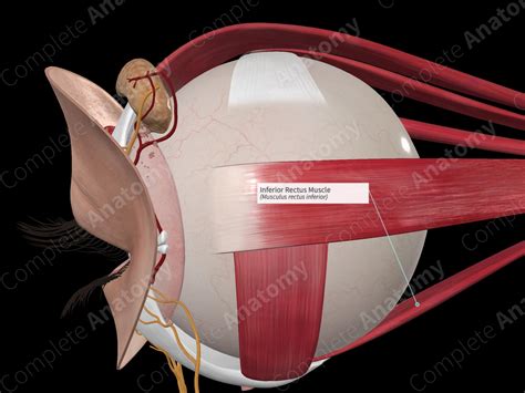 Inferior Rectus Muscle | Complete Anatomy