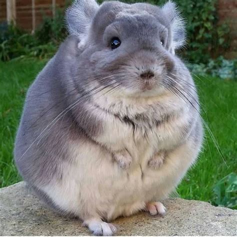 Cute Chinchilla | Cute animal photos, Cute animals, Cute baby animals