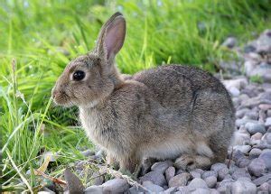 Rabbit Snuffles: Causes, Prevention, and Cure. - Rabbits Life