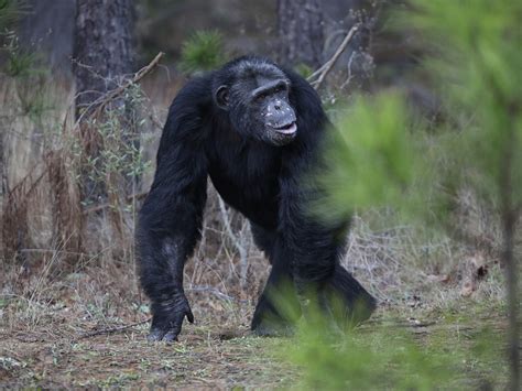 Law requires former research chimps to be retired at a federal ...