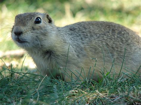 Free Gopher Stock Photo - FreeImages.com