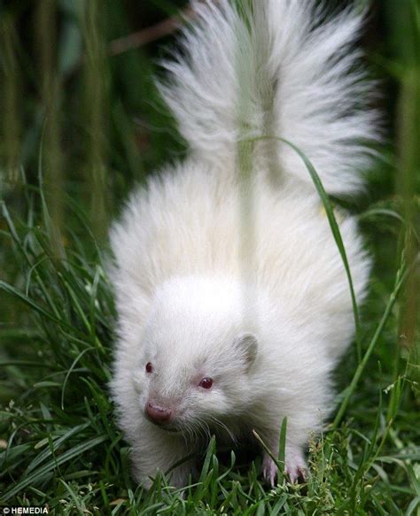 He's all-white: Tiny rare albino skunk becomes unlikely star of the show at zoo | Rare albino ...