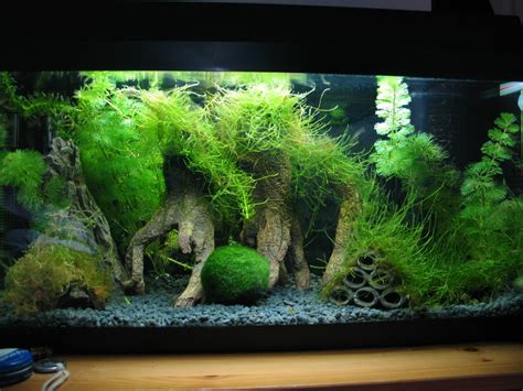 Aquarium Moss - Bunnycart Blog