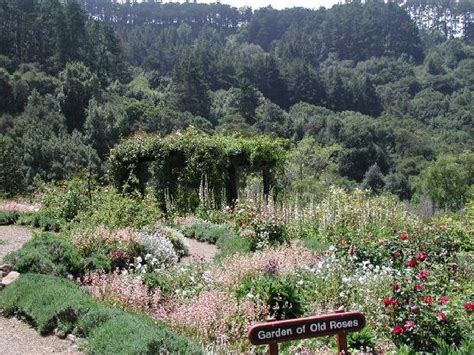 UC Botanical Garden at Berkeley - All You Need to Know Before You Go (with Photos) - TripAdvisor