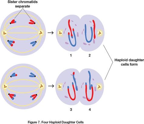 Four Haploid Daughter Cells | Daughter cells, Cell forms, Ap biology