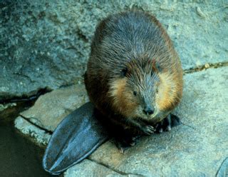 Castor canadensis - American beaver -- Discover Life